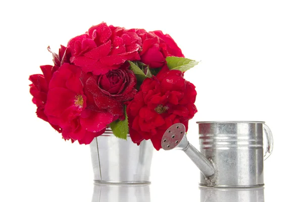Rosas vermelhas em um balde — Fotografia de Stock