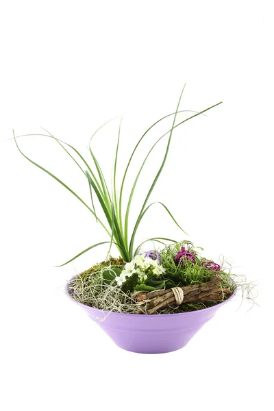 Composição com as flores e plantas — Fotografia de Stock