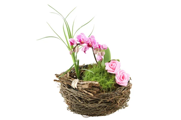 Samenstelling met de bloemen en planten — Stockfoto