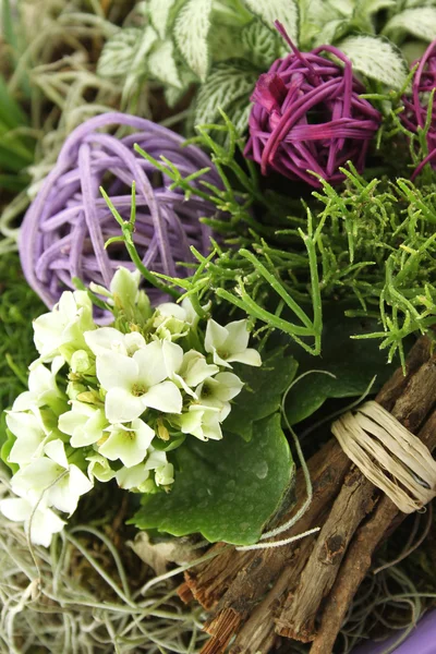 Sammansättning med blommor och växter — Stockfoto