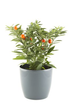Solanum pseudocapsicum clipart