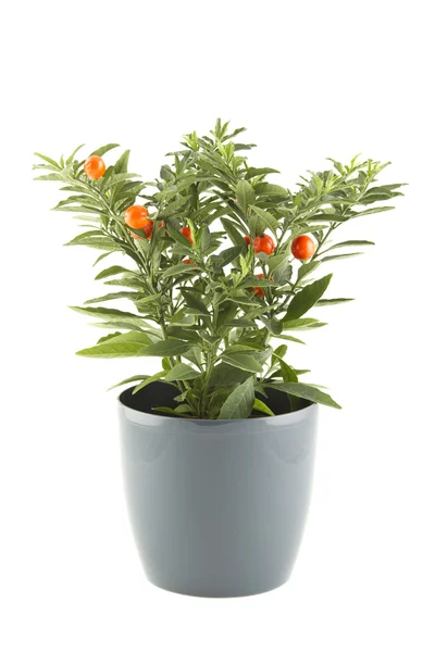 Solanum pseudocapsicum — Stock fotografie