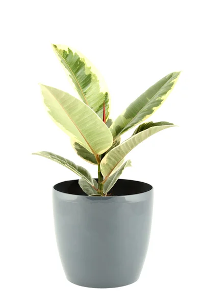 Ficus boom — Stockfoto