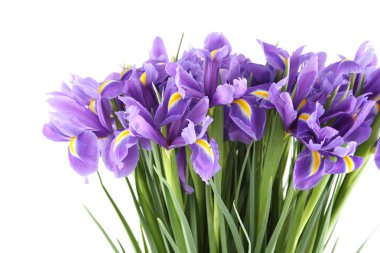 Bouquet of irises clipart