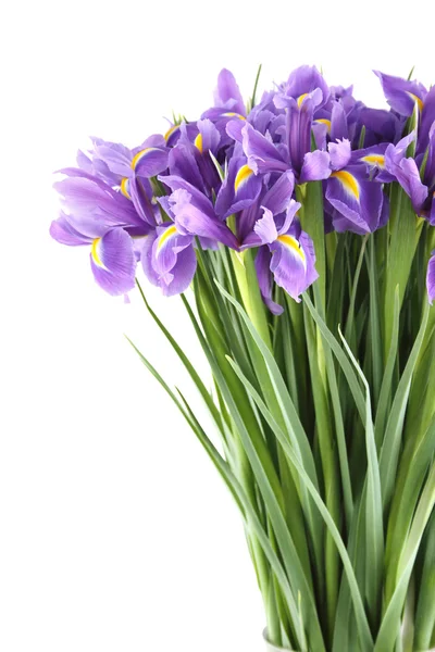 Bouquet d'iris — Photo