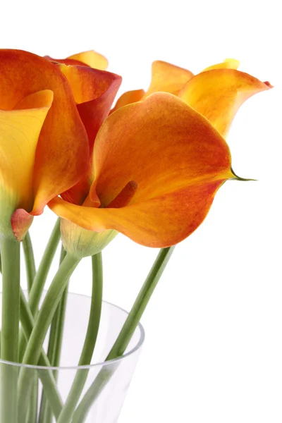 花束オランダカイウ — ストック写真