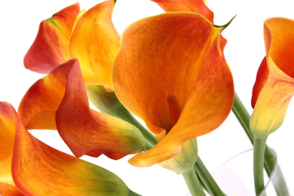 花束オランダカイウ — ストック写真