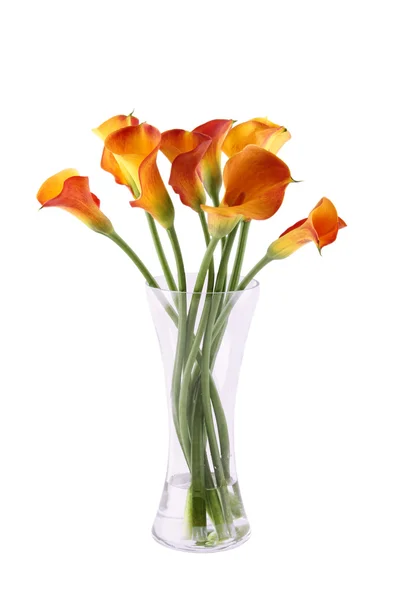 Callas — Stock Photo, Image