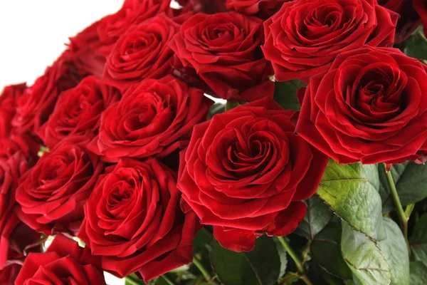 Rose rosse — Foto Stock