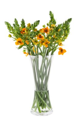 Ornithogalum clipart