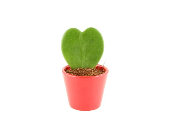 Roślina jest w formie serca — Zdjęcie stockowe