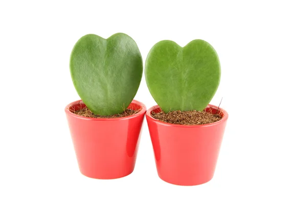 植物は心臓の形で — ストック写真