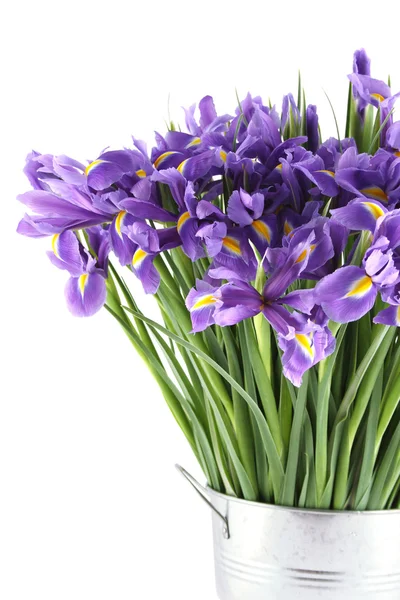 Bouquet of irises Stock Picture