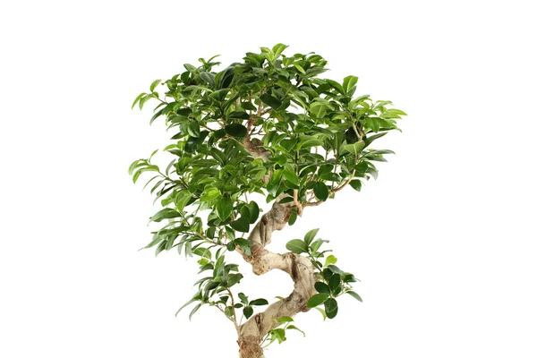 stock image Myrtus tree