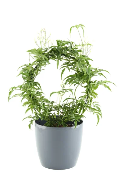 Jasmín - Hrnková rostlina — Stock fotografie