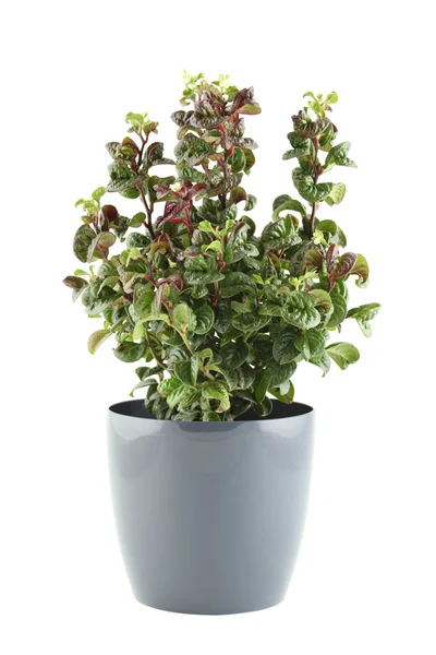 stock image Potted Plant