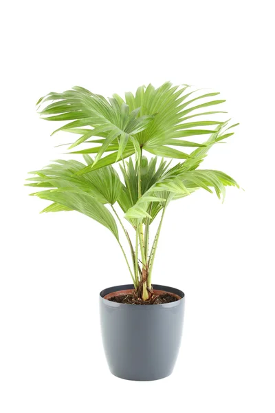 Stock image Potted Plant