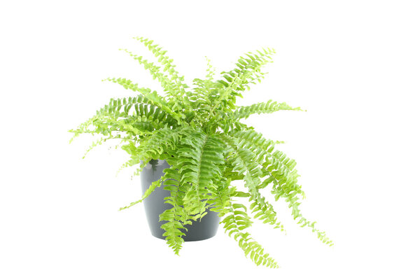 Nephrolepis fern