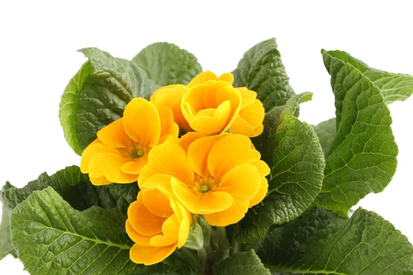 Primula gialla — Foto Stock