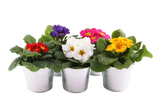 Molte piante in vaso Primrose — Foto Stock