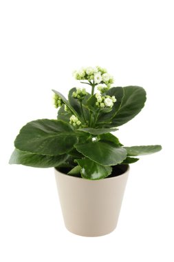 Kalanchoe clipart