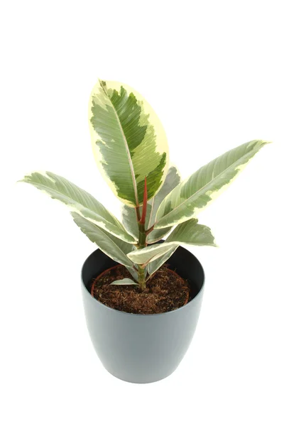 Ficus. plantera i en kruka — Stockfoto