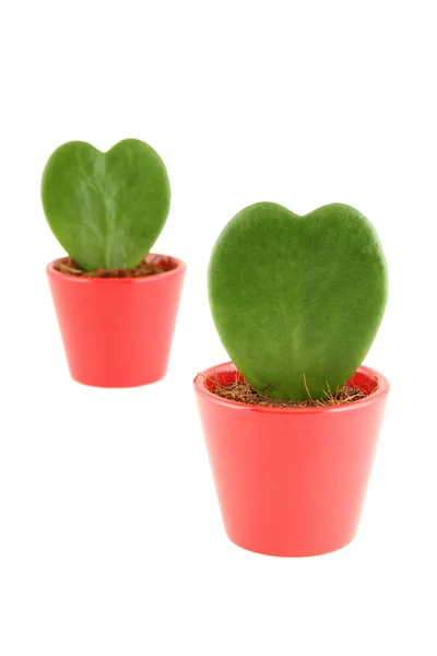 La pianta è nella forma di cuore — Foto Stock