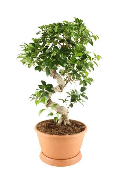 Myrtus árbol — Foto de Stock