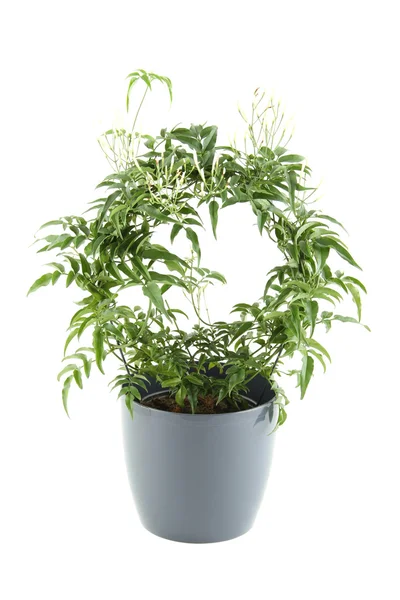 Yasemin - saksı bitki — Stok fotoğraf