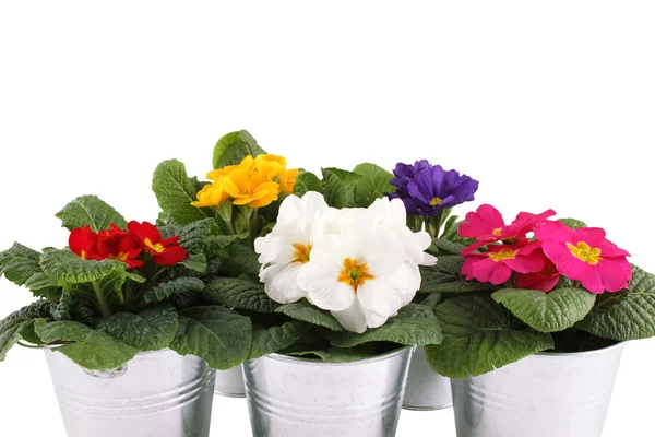 Muchas plantas en maceta Primrose — Foto de Stock