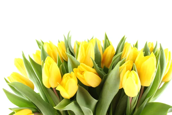 Gele tulpen — Stockfoto