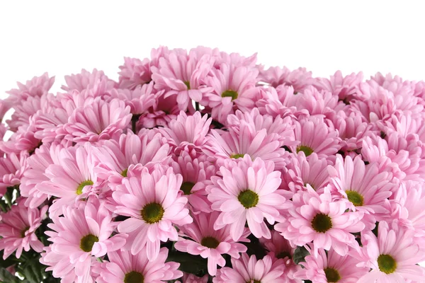 Chrysanthemen — Stockfoto