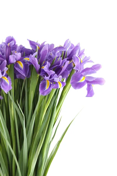 Irises Stock Image