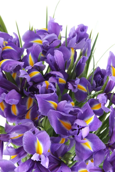 Hermosa de iris —  Fotos de Stock