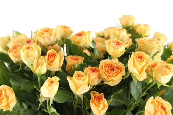 Rosas amarelas — Fotografia de Stock