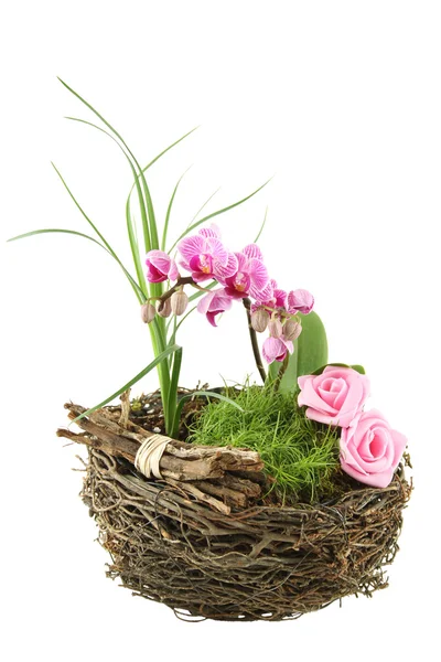 Çiçekler ve bitkiler ile kompozisyon — Stok fotoğraf