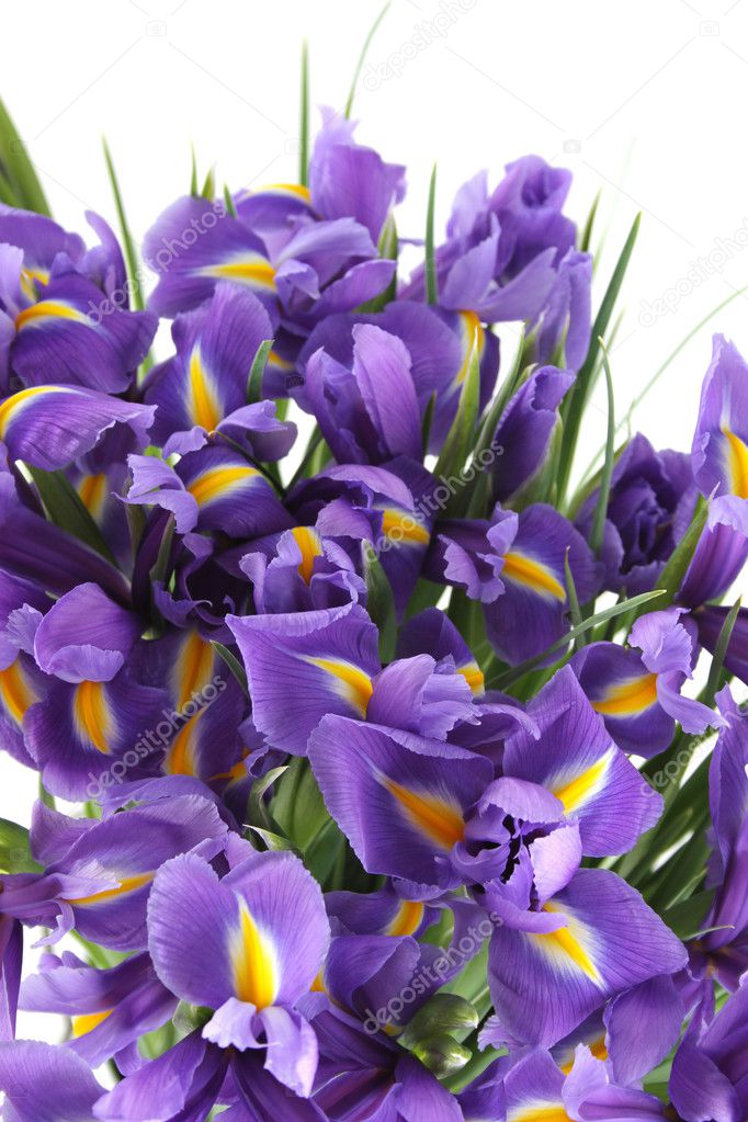 Beautiful of irises
