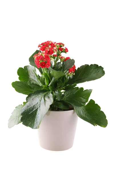 Kalanchoe — Zdjęcie stockowe