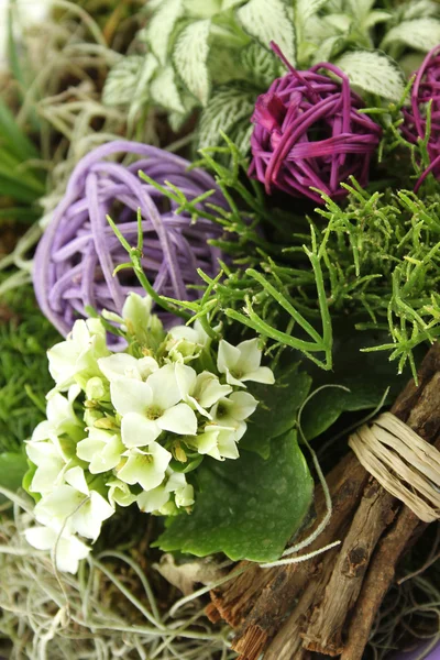 Composizione con i fiori e le piante — Foto Stock