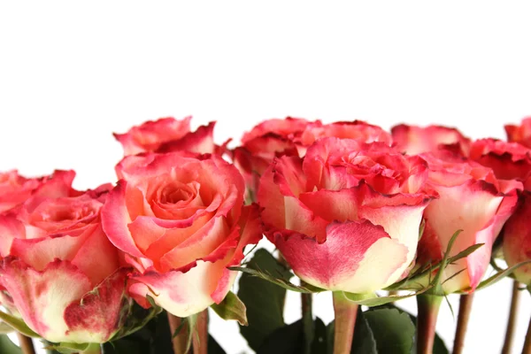 Pink roses Stock Photo