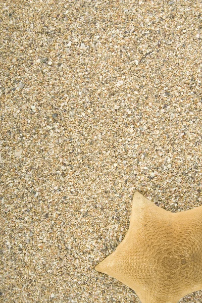 Zeester op zand — Stockfoto