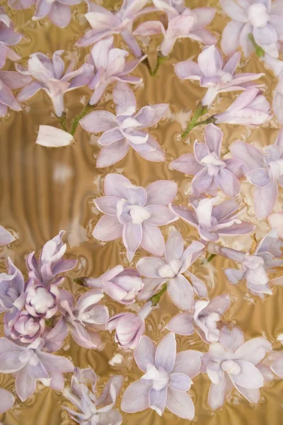 Flores violetas na água — Fotografia de Stock