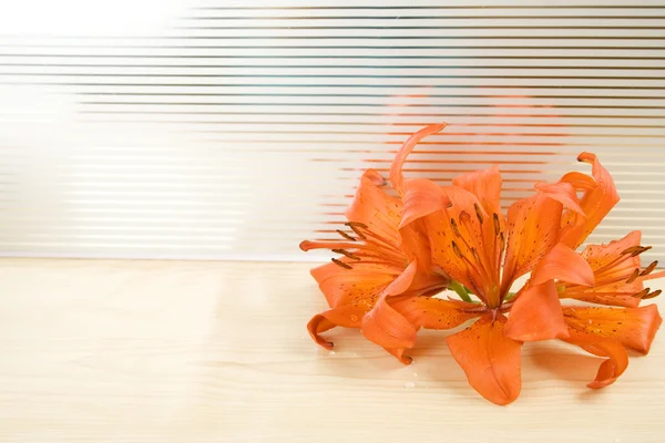 Turuncu kaplan lily — Stok fotoğraf