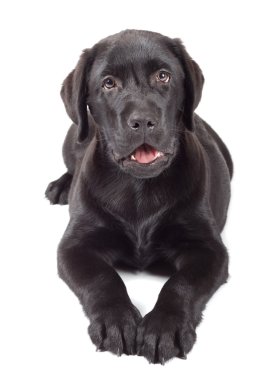 Black-Chocolate Labrador Retriever Puppy clipart