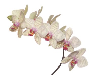 Branch of orchid clipart