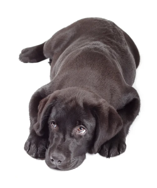 Filhote de cachorro preto-chocolate Labrador Retriever — Fotografia de Stock