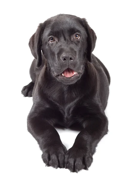 Siyah çikolata labrador retriever köpek yavrusu — Stok fotoğraf