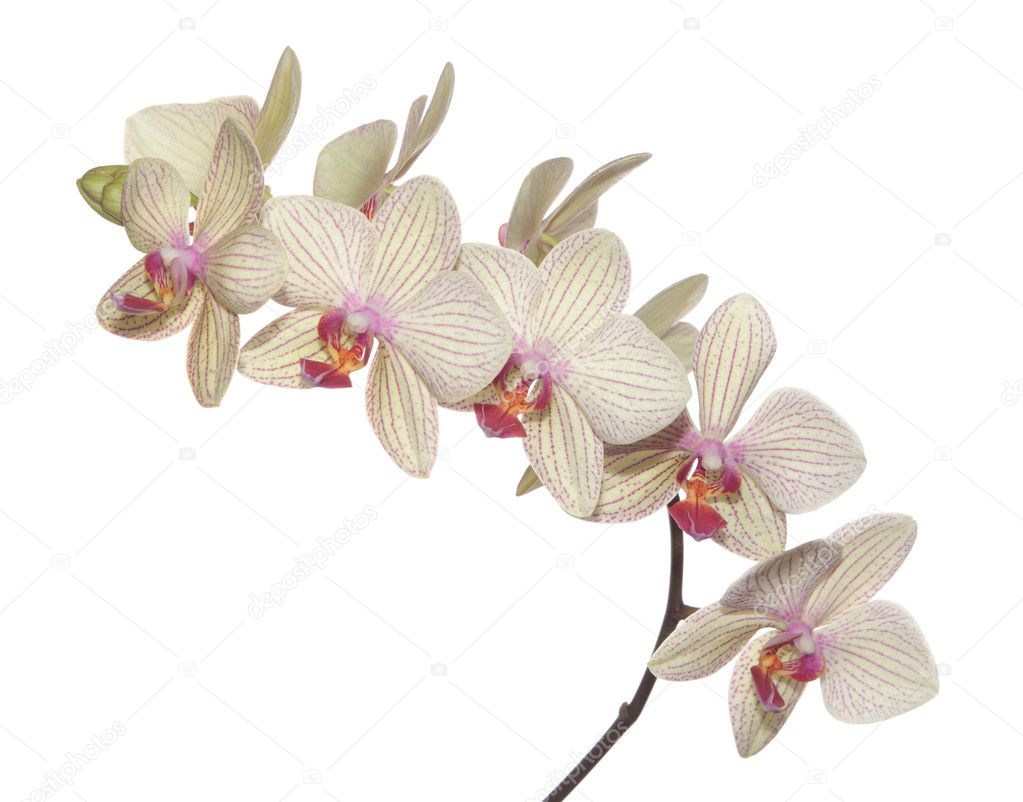 Branch of orchid