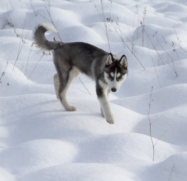 Sibirya husky yavrusu