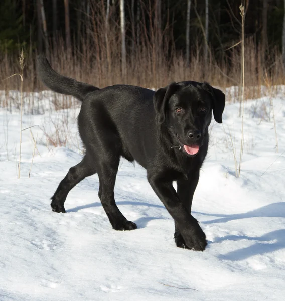 Negro labrador recuperador cachorro — Foto de Stock